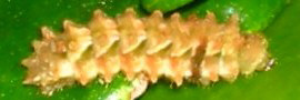 Larvae